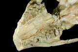 Fossil Oreodont (Merycoidodon) Skull - Wyoming #174373-3